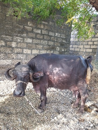 ભેંસ વેચવાની છે