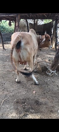 ગાય વેચવાની છે