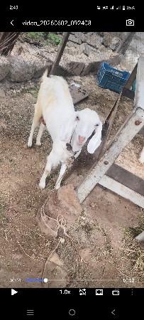 બકરી વેચવાની છે