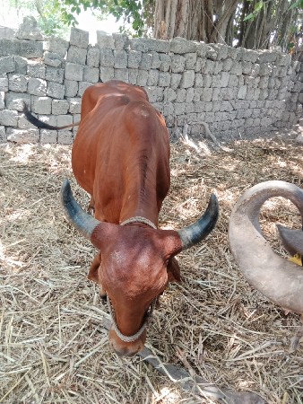 ગાય વેસવાની છે