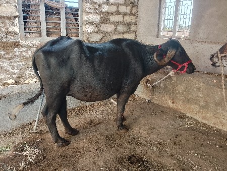 bhes vechvani chhe