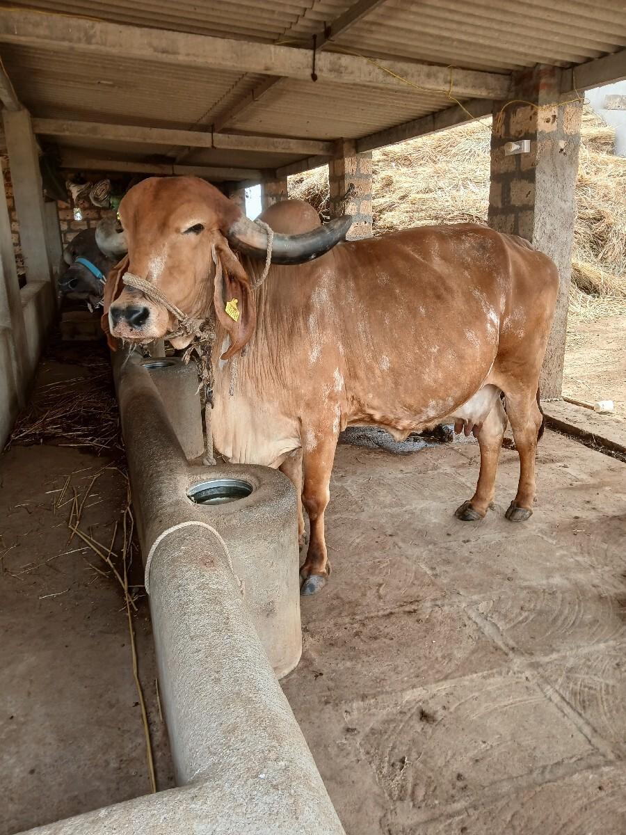 gir gay vesvani se