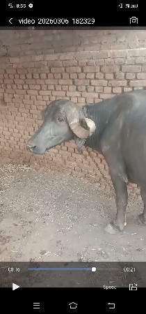 ભેસ