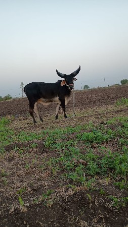 બડઘ ની જોડ વેચવાની છે