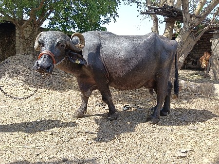 ભેંસ વેચવાની છે