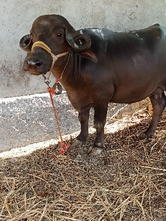 2 ખડેલી વેચવાની છે