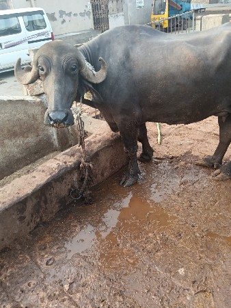 ભેંસ વેચવાની છે