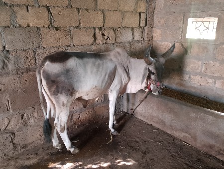 ગોઢલા વેચવાના