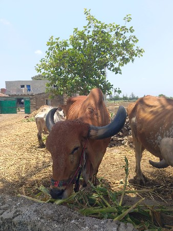બળદ વેચવાનો છે