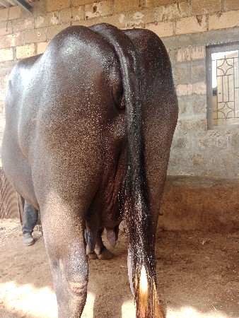ભેંસ વેચવાની છે