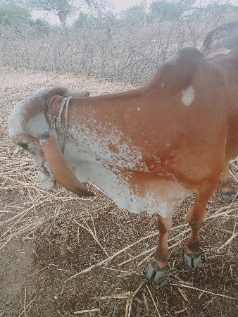 વાછડો વેચવાનો છે