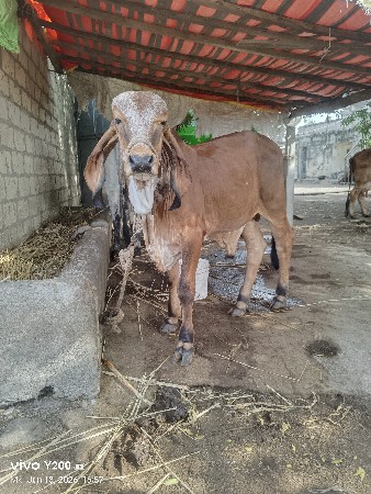 vachdo gir