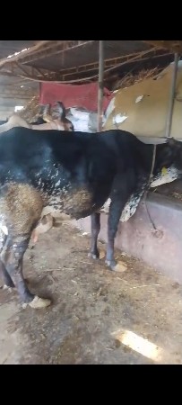 ગાય વેસવાની છે ફુલ જવાબદારી