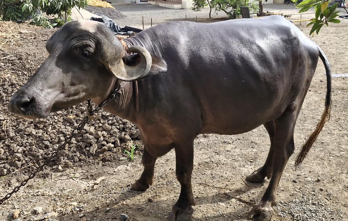 ભેસ વેચવાની છે.