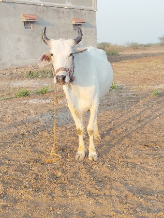 આ ગોધલો વેચવા નો છે બધે મા હાલતો છે