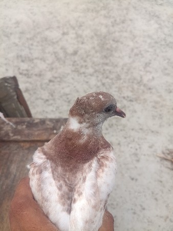 વેસવાના