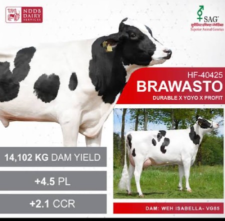 ગાય હોડકી છે લબાય ઉસાઈ પુરી આણંદ