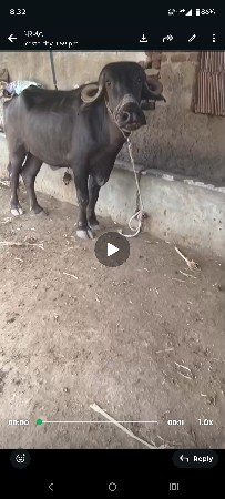 ખડેલુ વેચવાનું છે