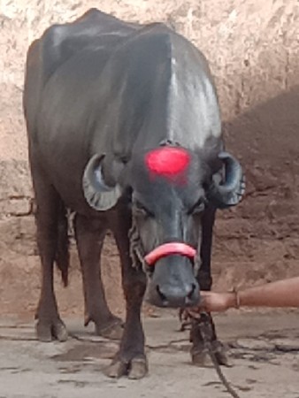 ભેંસ વેચવાનું છે