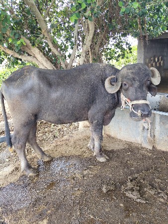 ખડેલી વેચવાની છે
