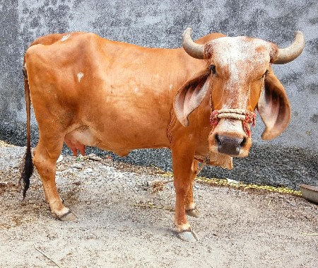 ગાય વેચવાની