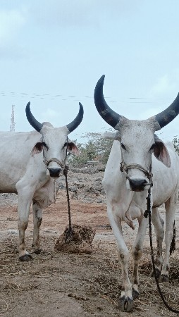 ગોધલા વેચવા ના છે