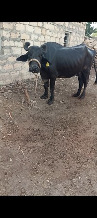 ત્રીજુ વેતર વીયાણલ છે પારુ નથી