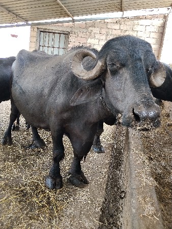 ભેશ વેચવા ની છે