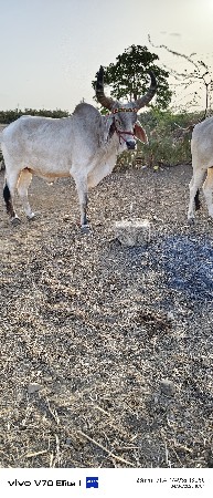 આ બળદ વેસવાનો