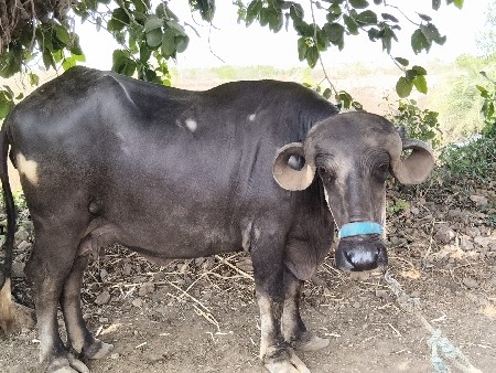 ખડેલી વેચ વા ની શે