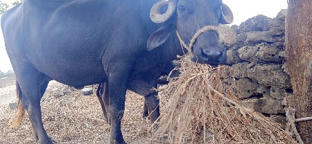 ખડેલી વેચવાની સે