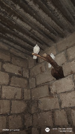 10 જોડી કબુતર