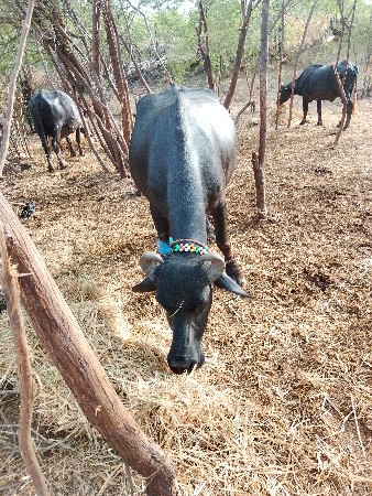 બની નઃસલ ભેંસ વેચવાની છે