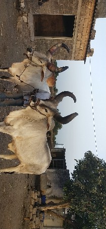 ગોઢલા વેસવા ના છે