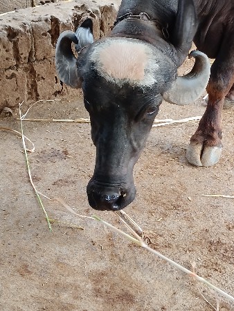 પેલું વેતર વ્યાસે