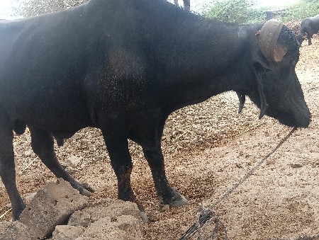 પાડો વેચવાનો છે