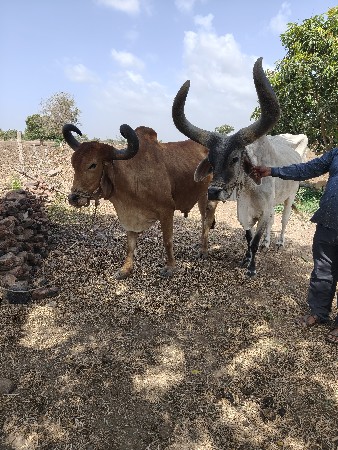 બળદ વેચવા ના છે