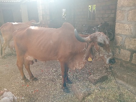 ગાય વેસવા ની છે 2