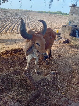ફુલ જવાબ દારી