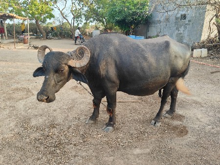 ભેસ વેચવાની