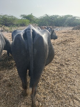 ભેંસ વેચવાની છે