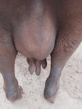 ભેંસ વેચવાની છે