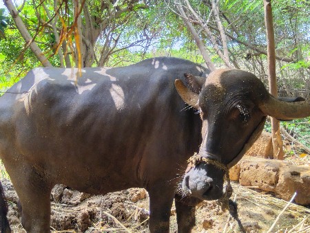 પેલુ વેતર સાવ સોજી છે