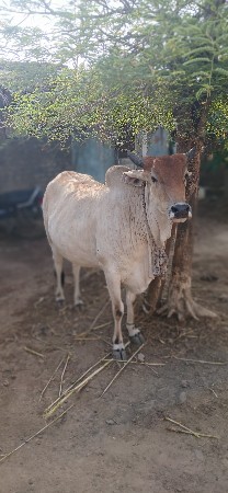 ગાય વેચવાની છે