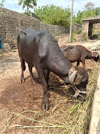 પાડો વેચવાનો છે
