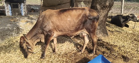 એક મહિના થયો છે બિજદા નો