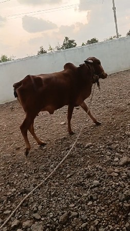 કેસવપુર ગવશાળા ની સે