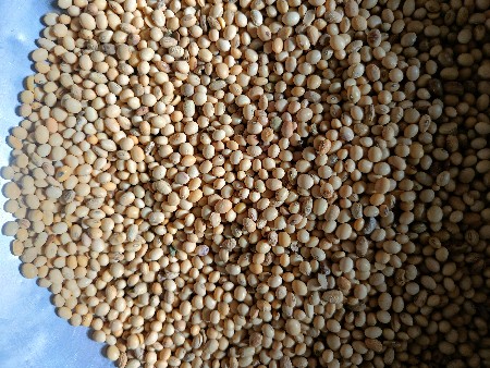 MSU 612 સોયાબીન