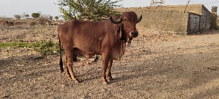 ઓરીજનલ ગીર હોડકી વેચવાની છે