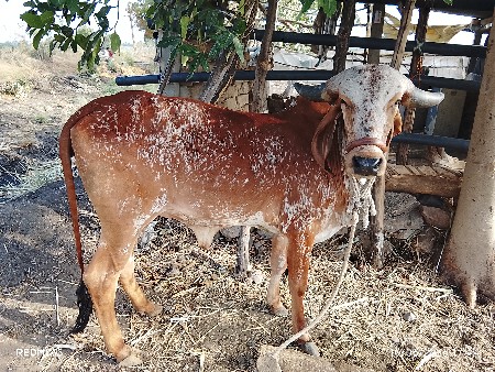 વેચવાની છે હોડકી